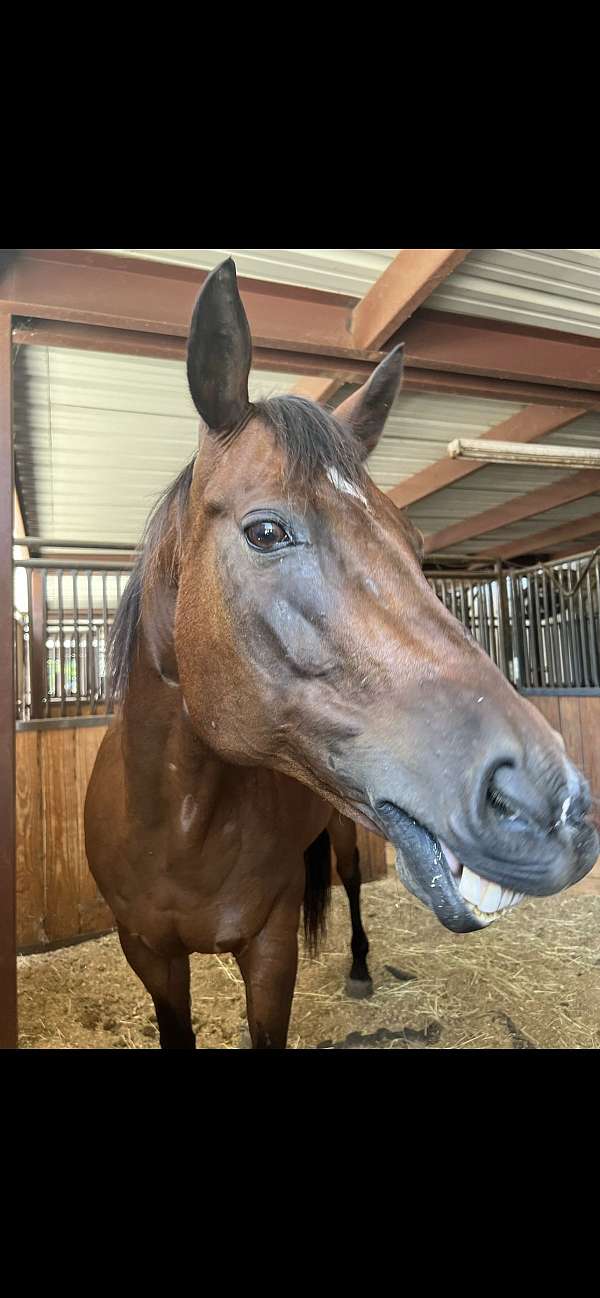 dressage-quarter-horse