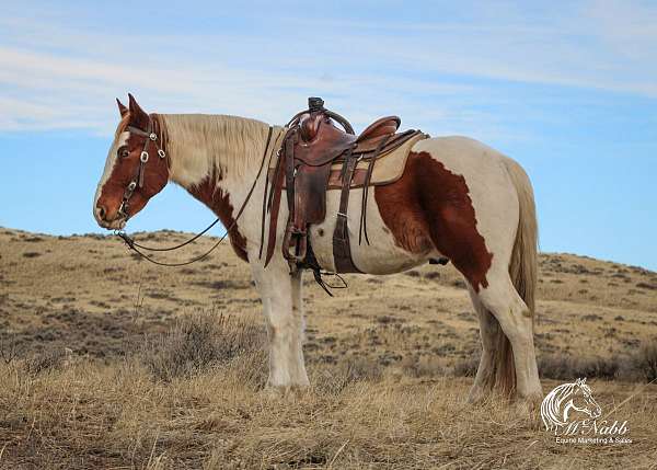 all-around-draft-horse