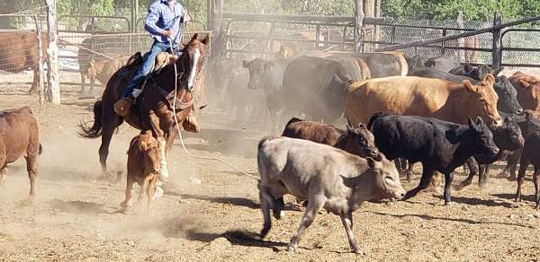 calf-roping-quarter-horse