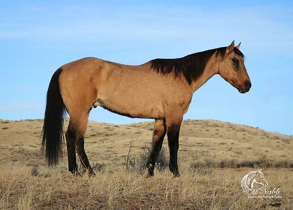 all-around-quarter-horse