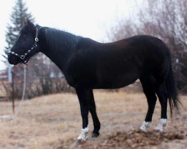 all-around-quarter-horse