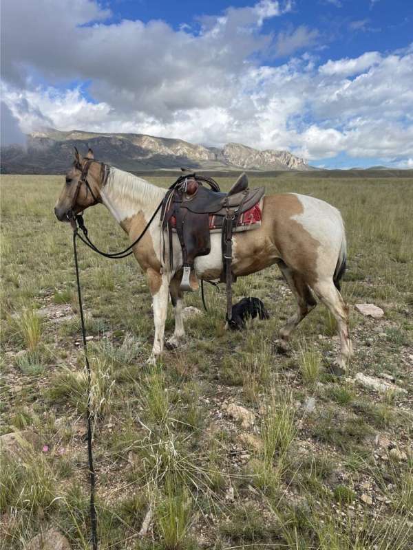 calf-roping-paint-horse