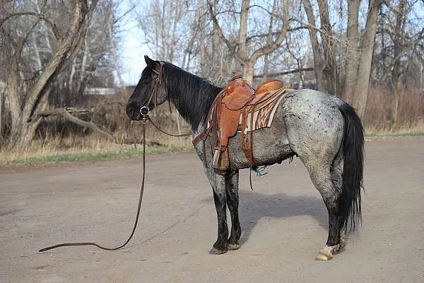 all-around-draft-horse