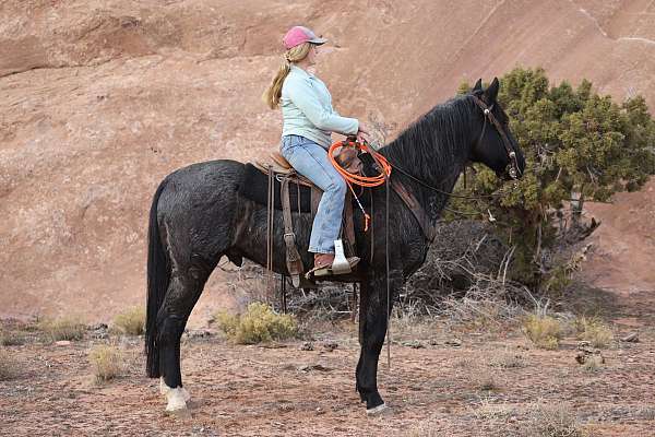 athletic-draft-horse