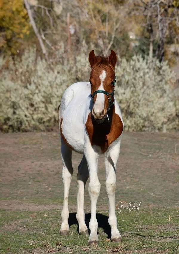 barrel-paint-horse