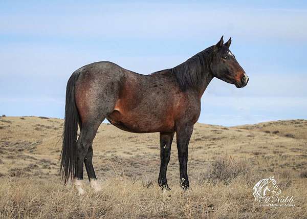 athletic-quarter-horse