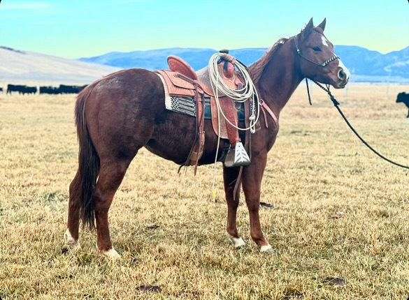 calf-roping-quarter-horse