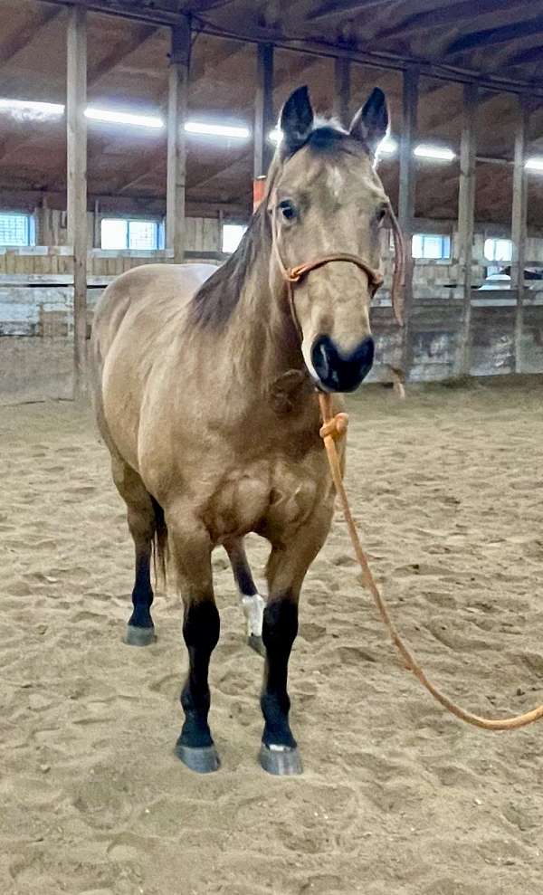 calf-roping-quarter-horse