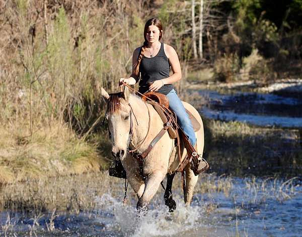 buckskin-dapples-horse