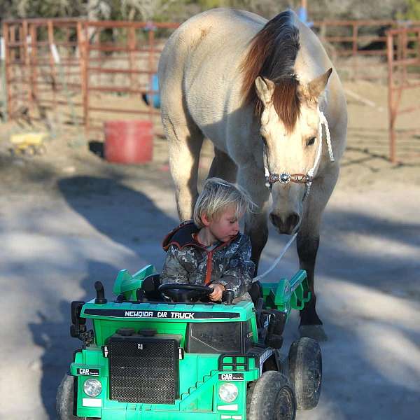 athletic-quarter-horse