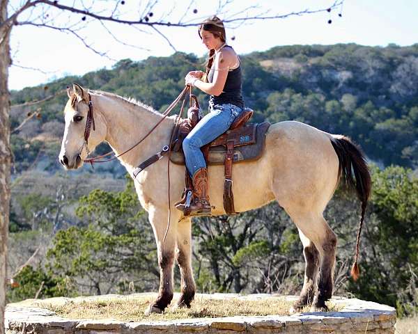 barrel-quarter-horse