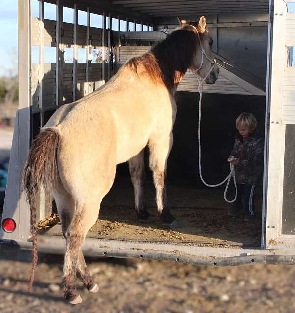 dappled-quarter-horse