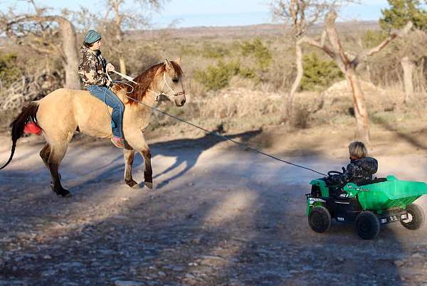 equitation-quarter-horse