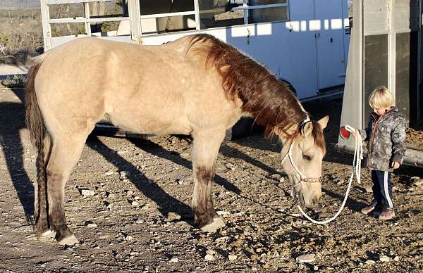 flashy-quarter-horse