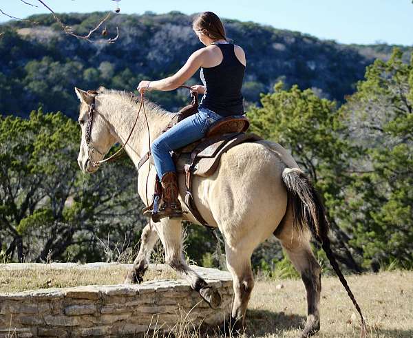 husband-safe-quarter-horse