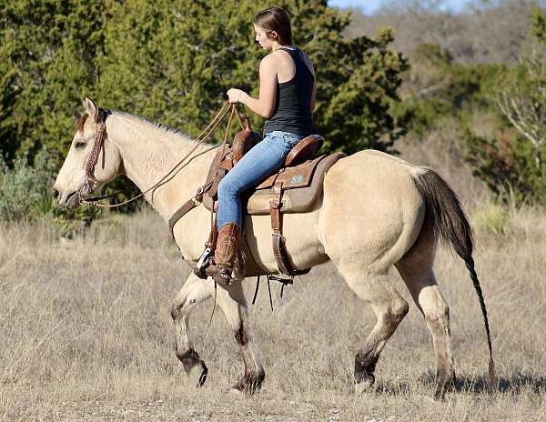 money-winner-quarter-horse