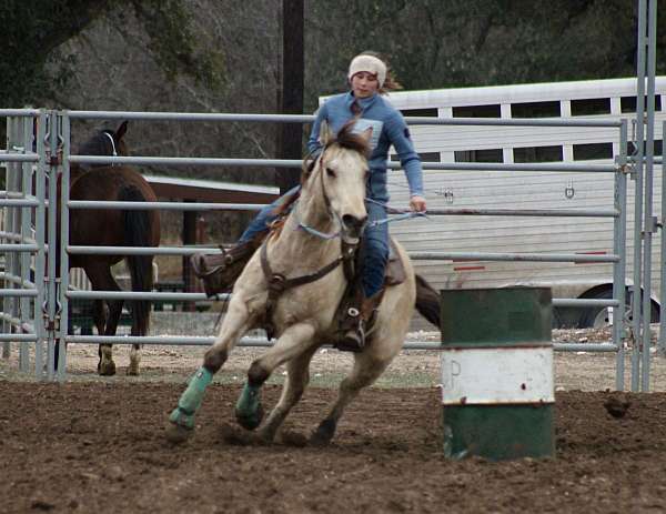 barrel-quarter-horse