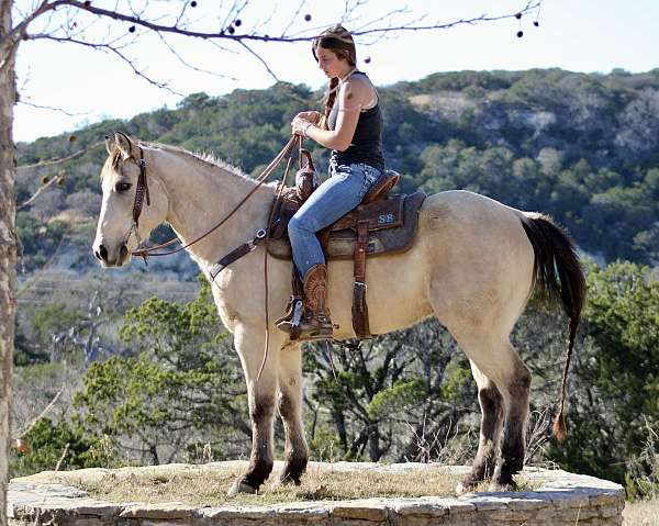 buckskin-dapples-horse