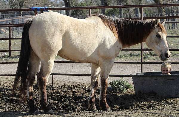 drill-team-quarter-horse