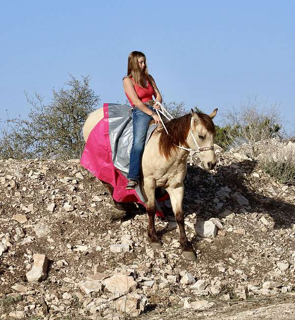 equitation-quarter-horse