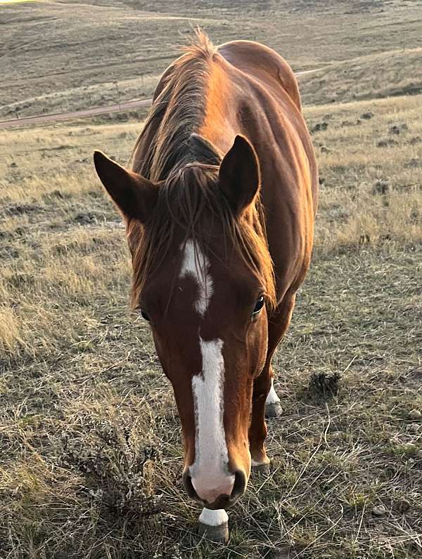 breeding-quarter-horse