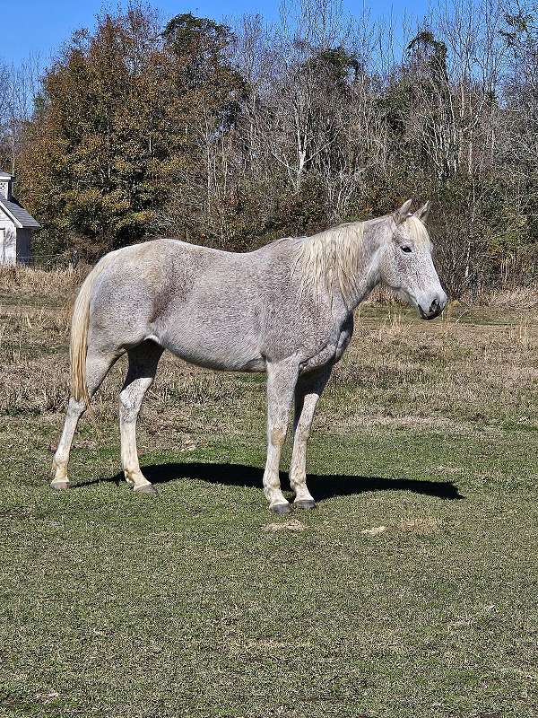 quarter-horse-for-sale