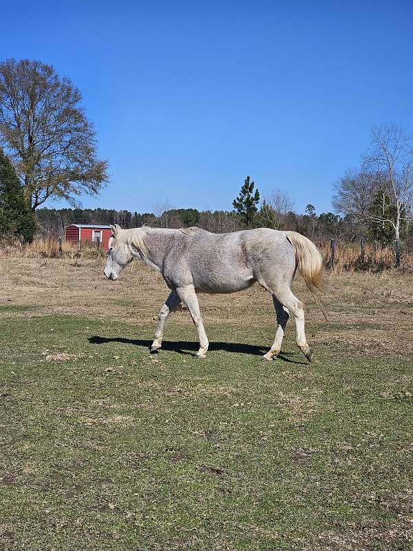 quarter-horse