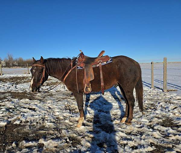 all-around-quarter-horse