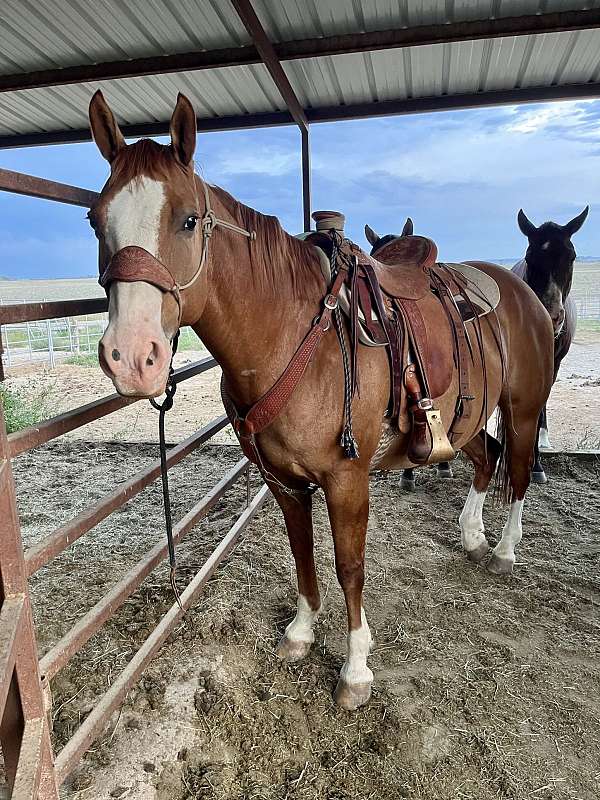 flashy-quarter-horse