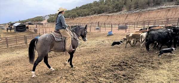 athletic-quarter-horse