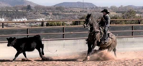 calf-roping-quarter-horse