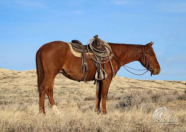 all-around-quarter-horse