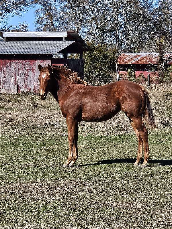 quarter-horse-filly