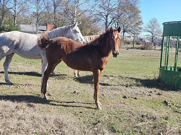 quarter-horse-for-sale