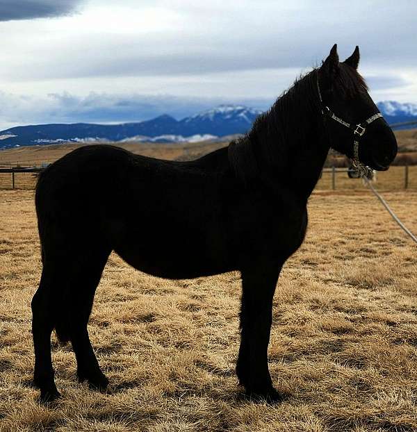 percheron-colt-yearling