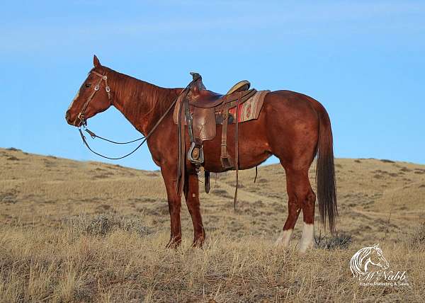 all-around-quarter-horse