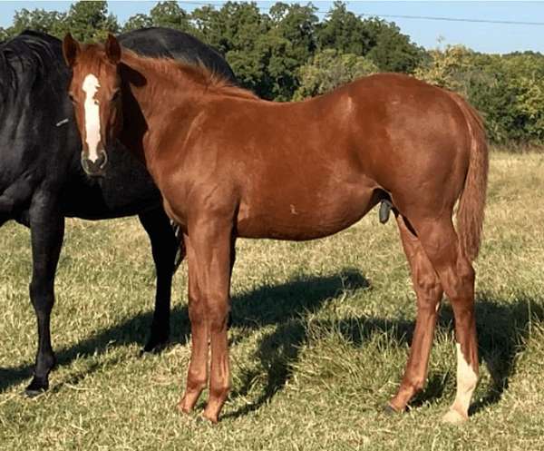 quarter-horse-colt