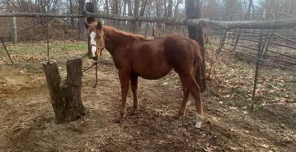 quarter-horse-for-sale