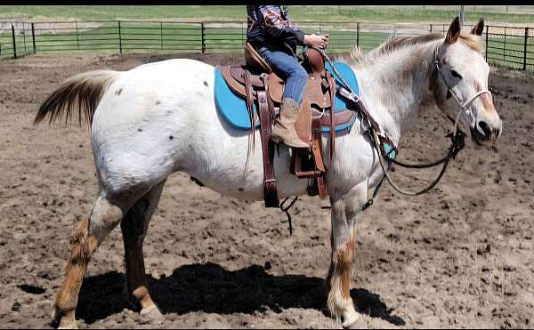 poa-appaloosa-mare