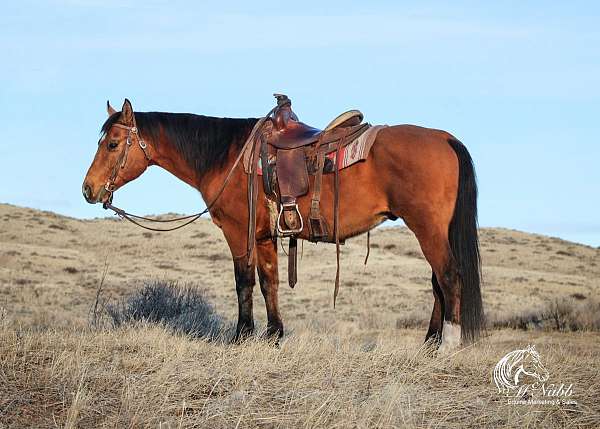 athletic-quarter-horse