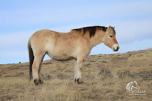 cross-draft-fjord-horse