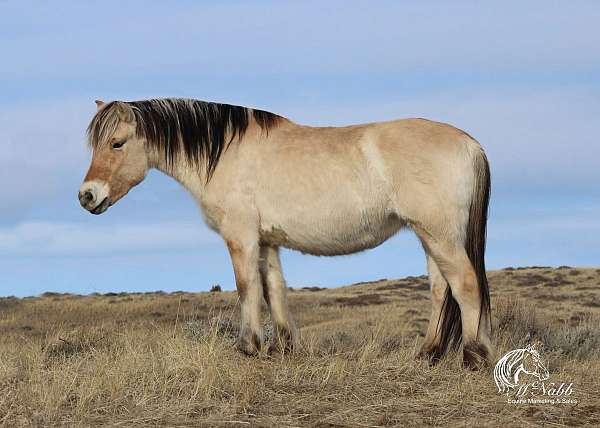 blue-roan-fjord-mare