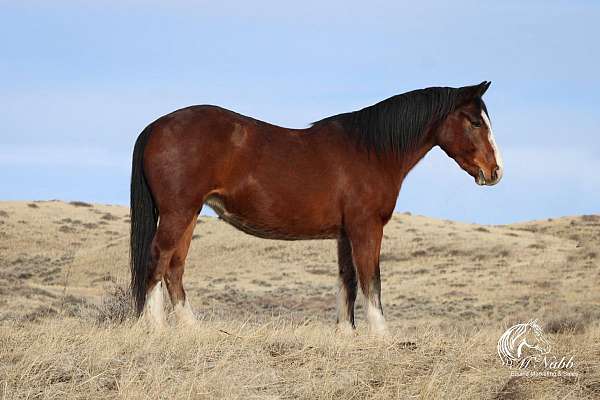 all-around-draft-horse