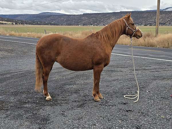 athletic-quarter-horse