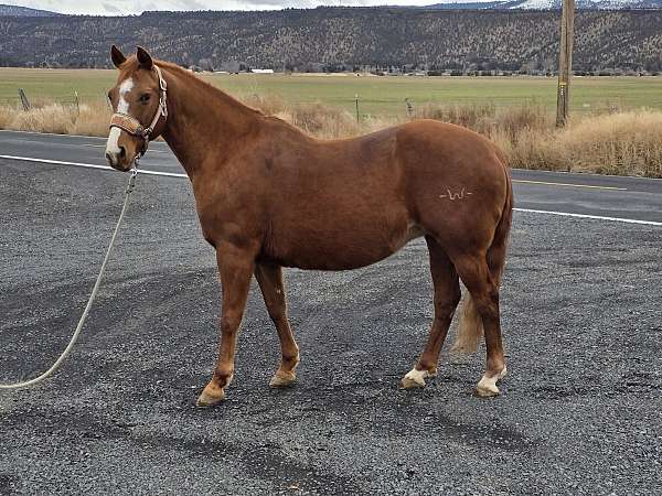 calf-roping-quarter-horse