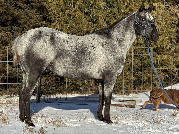 all-around-appaloosa-horse