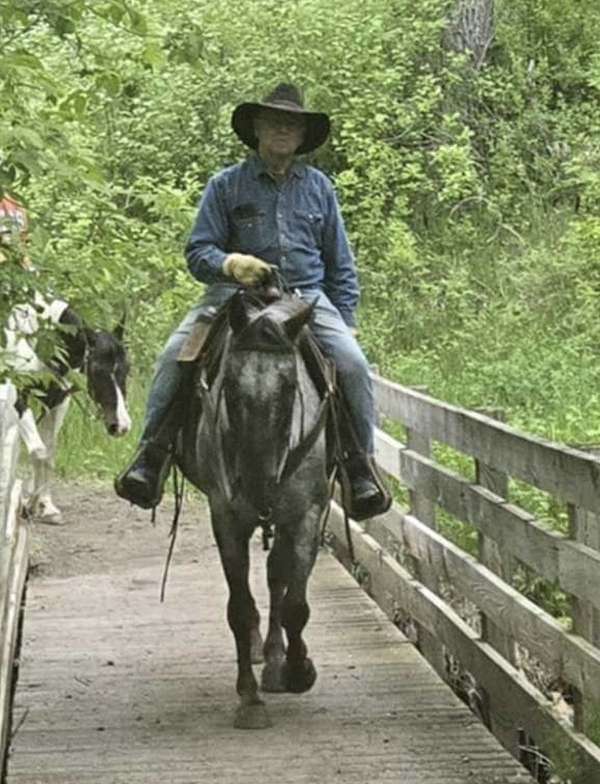 athletic-appaloosa-horse