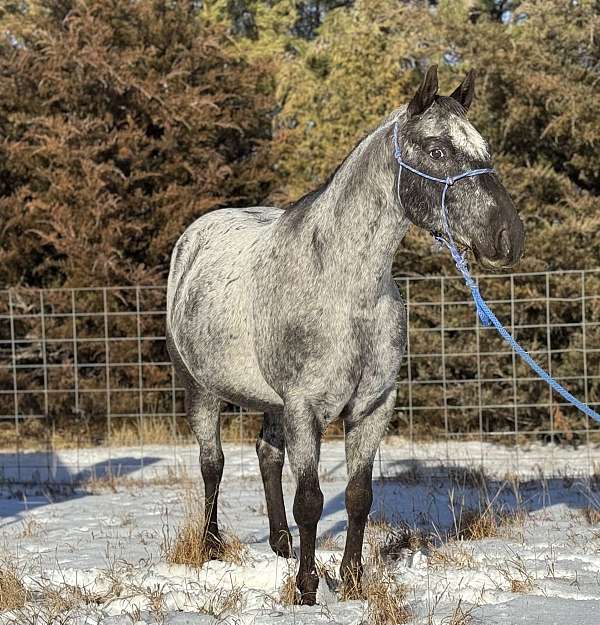 flashy-appaloosa-horse