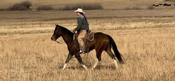 calf-roping-paint-horse