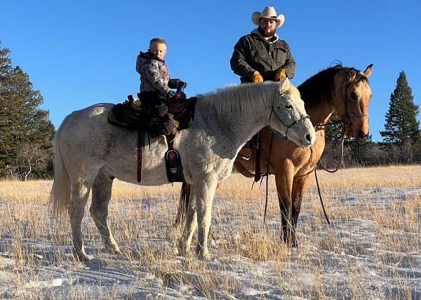 beginner-quarter-horse